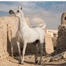 اللهم إنصر إخواننا profil fotoğrafı