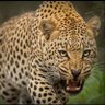 Profilbild von ahmad_alharazi