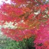 いかちゃり 的头像
