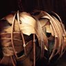 Mandragora 的头像