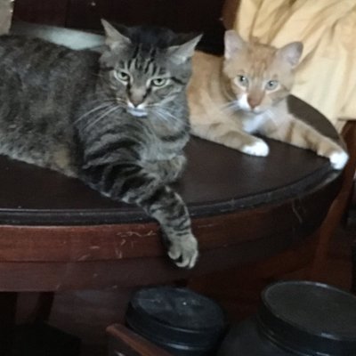 TommasinaResist's profile picture