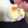 Фото профиля fumifumi/鳥オカメインコ捜索