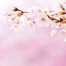 Фото профиля 🌸さくらん🌸