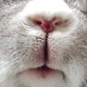 とうろう🦔 profil fotoğrafı