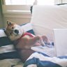 地獄の番犬 的头像