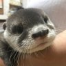 Фото профиля カワウソのウーちゃん