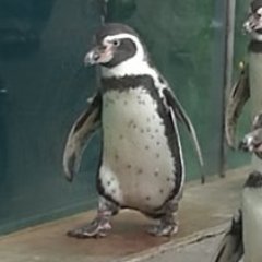 Gamer_Pipo's profile picture