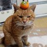 Profilbild von たあや😺X