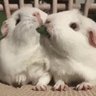コンテナからカエル 的头像
