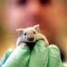 Mr. Dormouse 的头像