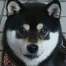 🐾シズカ&ふうか🐾 的头像