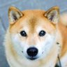 とくちゃん's profile picture