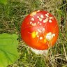 Profilbild von 59 Forest Stool