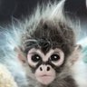 MonkeyofParis 的头像