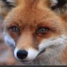 verusantu profil fotoğrafı