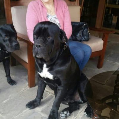 susana_bozzo's profile picture