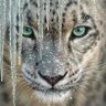 Фото профиля SnowLeopard