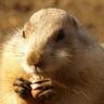 魚(5番目) profil fotoğrafı