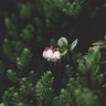 Фото профиля 🌺hidden.