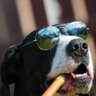 Фото профиля I 💜 Great Danes