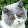 L. Ruigrok's profile picture