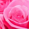 ام البدر profil fotoğrafı