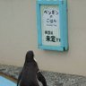 杉崎pua 的头像