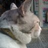 Profilbild von 文句言い