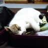 かまめしどん's profile picture
