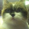 狼群's profile picture