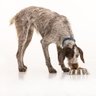 Фото профиля Boo #SaltySeaDog