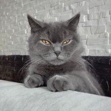 Katarzyna Liszka's profile picture