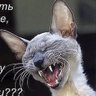 Закат востока's profile picture