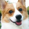 出雲彼方 profil fotoğrafı