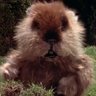 Gopher's profile picture