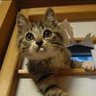 グッチー's profile picture
