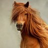 Lima Njićko profil fotoğrafı