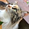 たちひ's profile picture