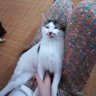 郑派森 profil fotoğrafı