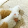 しいたけ☪️@ ガルニダー's profile picture
