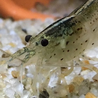 ãã³ã¡ãã@ã€ãããããšãæå¥œå®¶ðŠ's profile picture