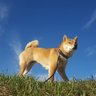 tonca rogl's profile picture