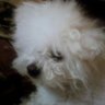 Alicia Greco's profile picture