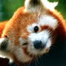 Little Red Panda profil fotoğrafı