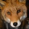 Profilbild von Mr. CoinFox