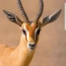 Profilbild von الغزال الذهبي