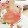 Profilbild von りりみゅん
