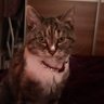 Fiona J Smith's profile picture