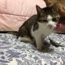 さくらのはな 的头像