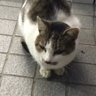 Фото профиля にゃん厨